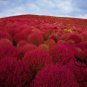 Kochia Scoparia, Red Leaves Belvedere Seed 5000 PCS, Hongye Di Fu