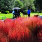 Kochia Scoparia, Red Leaves Belvedere Seed 5000 PCS, Hongye Di Fu