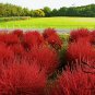 Kochia Scoparia, Red Leaves Belvedere Seed 5000 PCS, Hongye Di Fu