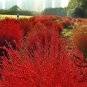 Kochia Scoparia, Red Leaves Belvedere Seed 5000 PCS, Hongye Di Fu