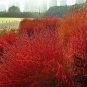 Kochia Scoparia, Red Leaves Belvedere Seed 5000 PCS, Hongye Di Fu