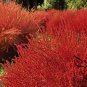 Kochia Scoparia, Red Leaves Belvedere Seed 5000 PCS, Hongye Di Fu