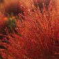 Kochia Scoparia, Red Leaves Belvedere Seed 5000 PCS, Hongye Di Fu