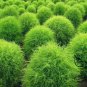 Kochia Scoparia, Mock-cypress Belvedere Seed 5000 PCS, Burningbush Di Fu Zi