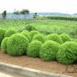 Kochia Scoparia, Mock-cypress Belvedere Seed 5000 PCS, Burningbush Di Fu Zi