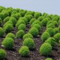 Kochia Scoparia, Mock-cypress Belvedere Seed 5000 PCS, Burningbush Di Fu Zi