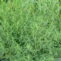 Kochia Scoparia, Mock-cypress Belvedere Seed 5000 PCS, Burningbush Di Fu Zi