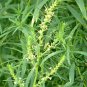 Kochia Scoparia, Mock-cypress Belvedere Seed 5000 PCS, Burningbush Di Fu Zi