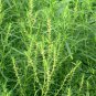 Kochia Scoparia, Mock-cypress Belvedere Seed 5000 PCS, Burningbush Di Fu Zi