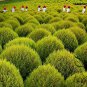 Kochia Scoparia, Mock-cypress Belvedere Seed 5000 PCS, Burningbush Di Fu Zi