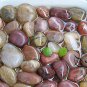 Herba Lysimachiae, Gold Coin Grass Seed 3000 PCS, Da Jin Qian Cao