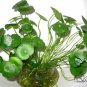 Herba Lysimachiae, Gold Coin Grass Seed 3000 PCS, Da Jin Qian Cao