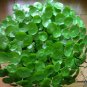 Herba Lysimachiae, Gold Coin Grass Seed 3000 PCS, Da Jin Qian Cao
