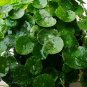 Herba Lysimachiae, Gold Coin Grass Seed 3000 PCS, Da Jin Qian Cao
