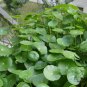 Herba Lysimachiae, Gold Coin Grass Seed 3000 PCS, Da Jin Qian Cao