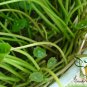 Herba Lysimachiae, Gold Coin Grass Seed 3000 PCS, Da Jin Qian Cao