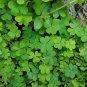 Four Leaves Clover, Galium Bungei Seed 3000 PCS, Four-leaf Clover Xingyun Cao
