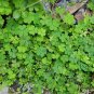 Four Leaves Clover, Galium Bungei Seed 3000 PCS, Four-leaf Clover Xingyun Cao