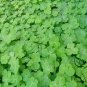 Four Leaves Clover, Galium Bungei Seed 3000 PCS, Four-leaf Clover Xingyun Cao