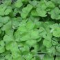 Four Leaves Clover, Galium Bungei Seed 3000 PCS, Four-leaf Clover Xingyun Cao