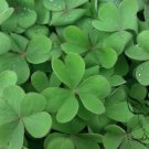 Four Leaves Clover, Galium Bungei Seed 3000 PCS, Four-leaf Clover Xingyun Cao