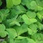 Four Leaves Clover, Galium Bungei Seed 3000 PCS, Four-leaf Clover Xingyun Cao