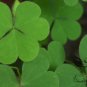 Four Leaves Clover, Galium Bungei Seed 3000 PCS, Four-leaf Clover Xingyun Cao