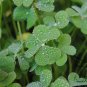 Four Leaves Clover, Galium Bungei Seed 3000 PCS, Four-leaf Clover Xingyun Cao