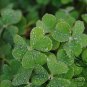 Four Leaves Clover, Galium Bungei Seed 3000 PCS, Four-leaf Clover Xingyun Cao