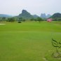 Festuca Elata, Four Seasons Evergreen Seed 3000 PCS, Gao Yang Mao