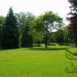 Festuca Elata, Four Seasons Evergreen Seed 3000 PCS, Gao Yang Mao