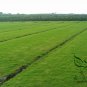 Festuca Elata, Four Seasons Evergreen Seed 3000 PCS, Gao Yang Mao