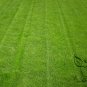 Festuca Elata, Four Seasons Evergreen Seed 3000 PCS, Gao Yang Mao
