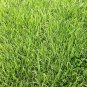 Festuca Elata, Four Seasons Evergreen Seed 3000 PCS, Gao Yang Mao