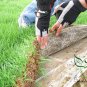 Festuca Elata, Four Seasons Evergreen Seed 3000 PCS, Gao Yang Mao