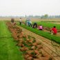 Festuca Elata, Four Seasons Evergreen Seed 3000 PCS, Gao Yang Mao