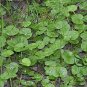 Dichondra Repens, Mercury Bay Weed Seed 3000 PCS, Kidney Weed Mati Jin