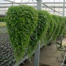 Dichondra Repens, Mercury Bay Weed Seed 3000 PCS, Kidney Weed Mati Jin