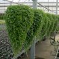Dichondra Repens, Mercury Bay Weed Seed 3000 PCS, Kidney Weed Mati Jin