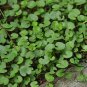 Dichondra Repens, Mercury Bay Weed Seed 3000 PCS, Kidney Weed Mati Jin