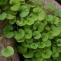 Dichondra Repens, Mercury Bay Weed Seed 3000 PCS, Kidney Weed Mati Jin