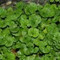 Dichondra Repens, Mercury Bay Weed Seed 3000 PCS, Kidney Weed Mati Jin