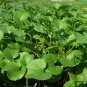 Dichondra Repens, Mercury Bay Weed Seed 3000 PCS, Kidney Weed Mati Jin