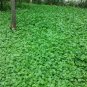 Dichondra Repens, Mercury Bay Weed Seed 3000 PCS, Kidney Weed Mati Jin