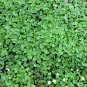 Dichondra Repens, Mercury Bay Weed Seed 3000 PCS, Kidney Weed Mati Jin