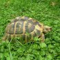 Dichondra Repens, Mercury Bay Weed Seed 3000 PCS, Kidney Weed Mati Jin