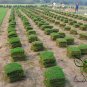 Cynodon Dactylon, Bahama Grass Seed 10000 PCS, Durva Bermuda Gou Yagen