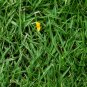 Cynodon Dactylon, Bahama Grass Seed 10000 PCS, Durva Bermuda Gou Yagen