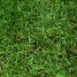 Cynodon Dactylon, Bahama Grass Seed 10000 PCS, Durva Bermuda Gou Yagen