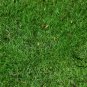 Cynodon Dactylon, Bahama Grass Seed 10000 PCS, Durva Bermuda Gou Yagen